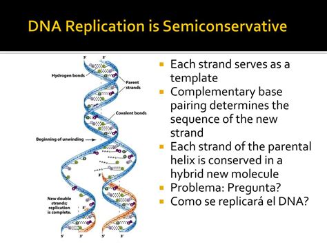 why is dna considered semiconservative